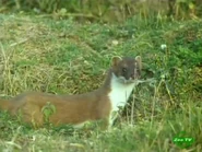 Sanctuaries of Defence (1993)