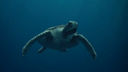 Sea Rex (2010)