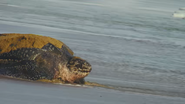 Wildest Islands (2012)