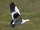 Andean Goose