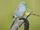 Blue Waxbill