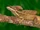 Brown Basilisk