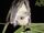 Little Collared Fruit Bat