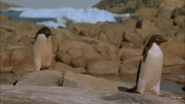 Antarctica (1991)