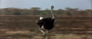 Lost in Africa (1994)