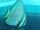Orbicular Batfish