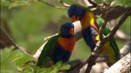 Parrots in the Land of Oz (2008)
