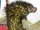 Bicolored-spined Porcupine