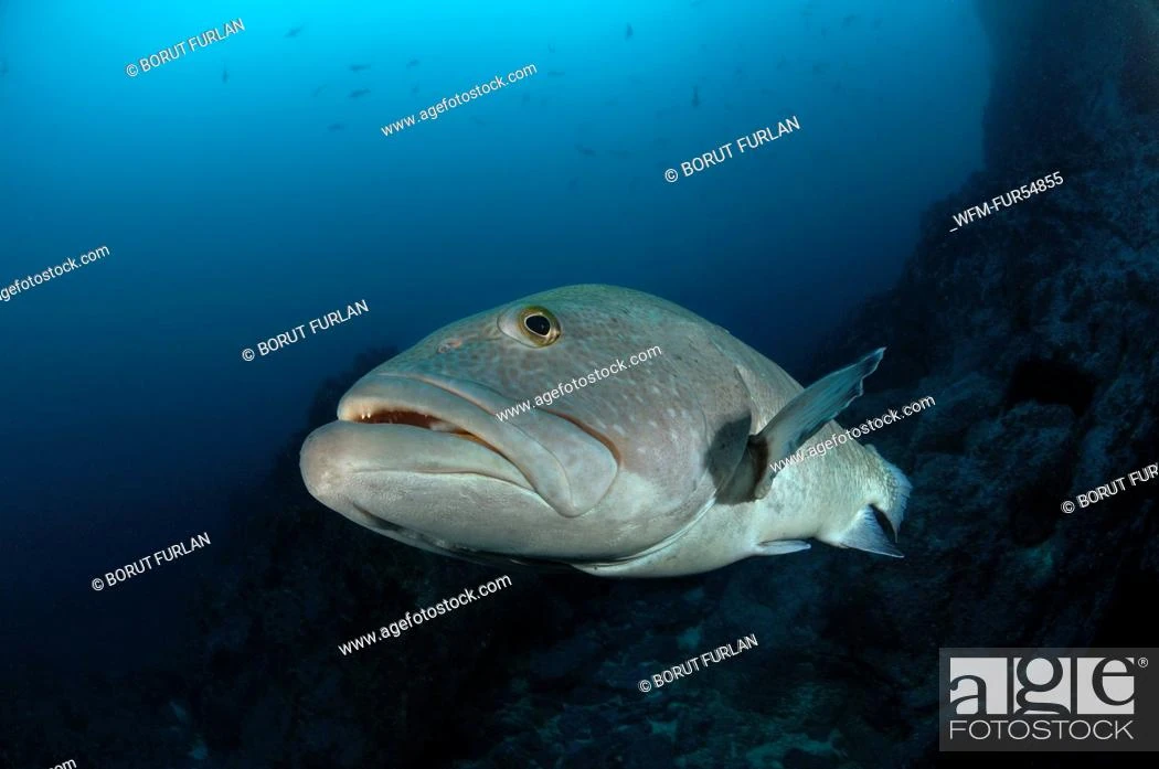 Sailfin Grouper NatureRules1 Wiki Fandom