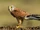 Eurasian Kestrel