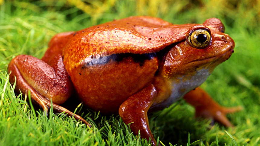 Tomato frog  Smithsonian's National Zoo and Conservation Biology Institute