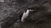Chinstrap Penguin
