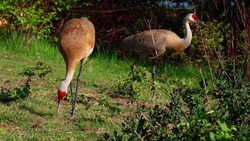 Sandhill Crane, NatureRules1 Wiki