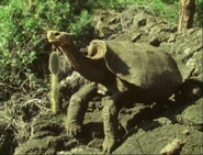 Eyewitness (1994-1997)