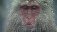 Monkey Planet (2014)