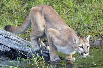 Puma animal wiki sales