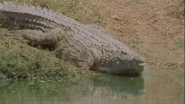 Running Wild (1995)