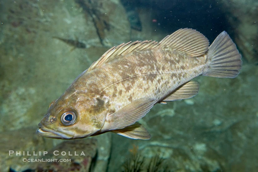 Kelp Rockfish NatureRules1 Wiki Fandom