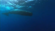 Wild Pacific (2009)