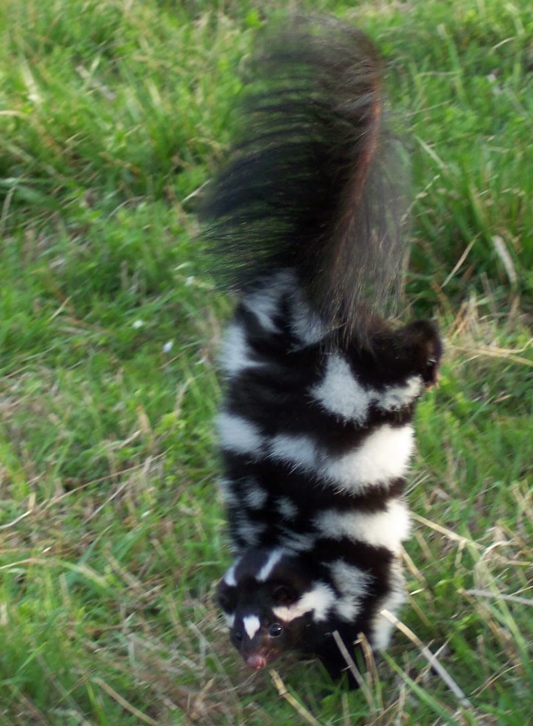 spotted skunks