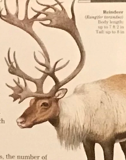 The Reindeer aka Caribou - Naturalist's Guide