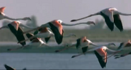 Triumph of Life (2001)