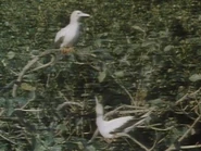 Belize A Tropical kingdom AKA Tropical kingdom Of Belize (1987)