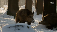 Wild Germany (2012)