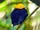 Golden-headed Manakin