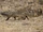 Egyptian Mongoose