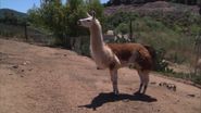 Animal Atlas (2004)