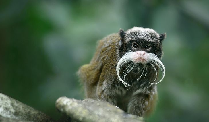 Emperor Tamarin | NatureRules1 Wiki | Fandom