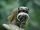 Emperor Tamarin
