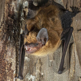 Big-brown-bat