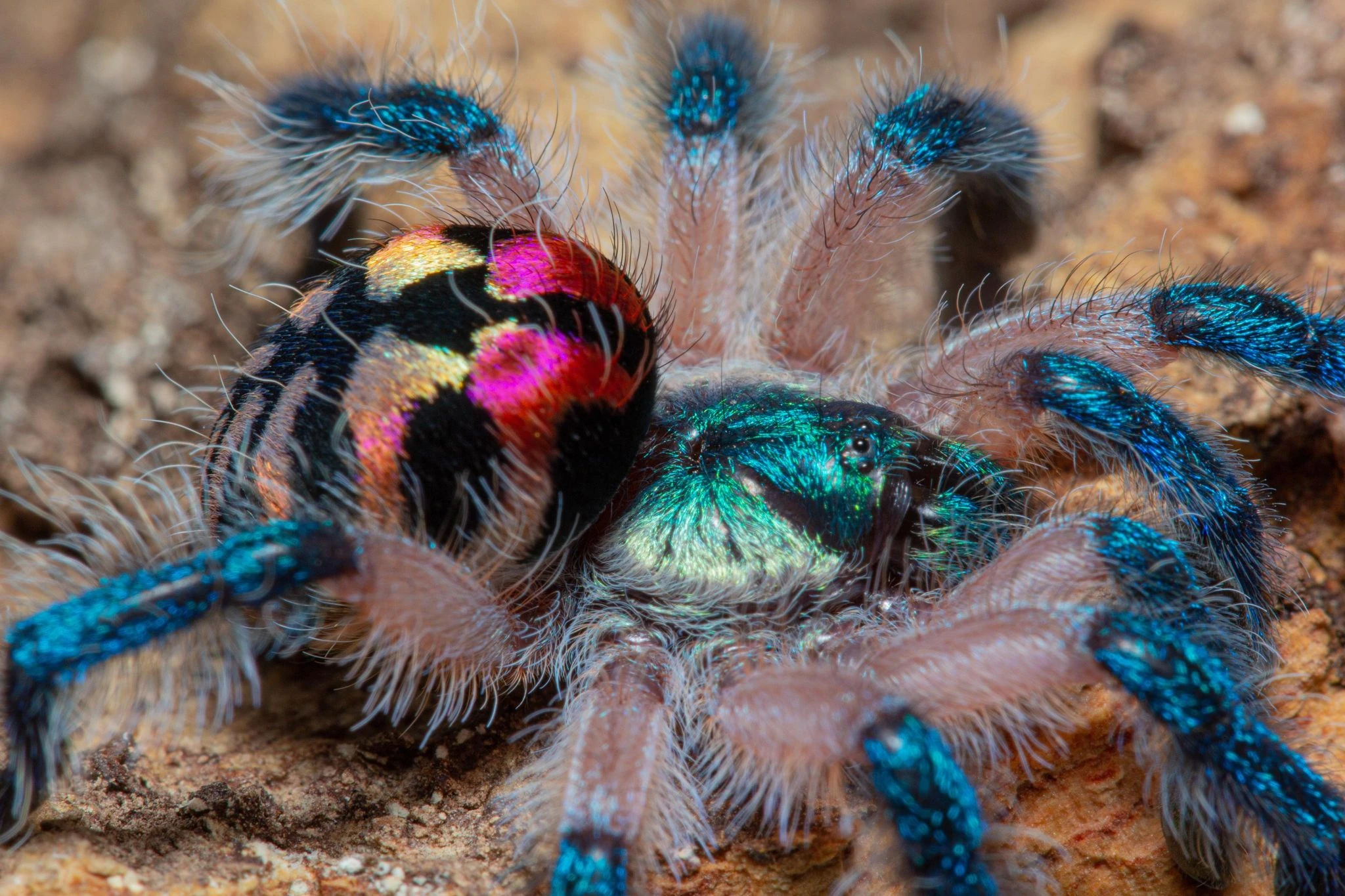 Brazilian Jewel Tarantula | NatureRules1 Wiki | Fandom