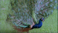 Extraordinary Birds (2000)