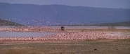 I Dreamed of Africa (2000)
