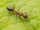 Argentine Ant