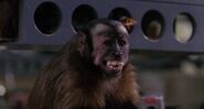 Monkey Shines (1988)