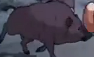 Pom Poko (1994)
