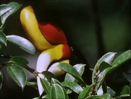 The Private Life of Plants (1995)
