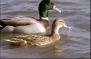 Tough Ducks (1998)