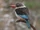 Brown-hooded Kingfisher
