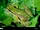 Boreal Chorus Frog