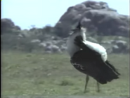 Amazing Animals (1996-1999)