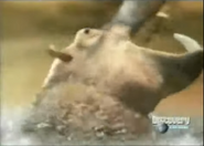 Animal Face-Off (2004)