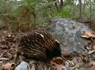 Animal Weapons (1999)