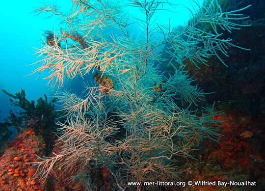 Black Coral, NatureRules1 Wiki