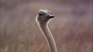 Cheetah (1989)
