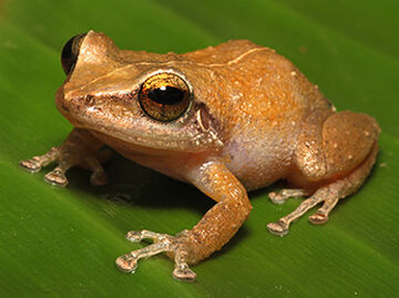 E. coqui top